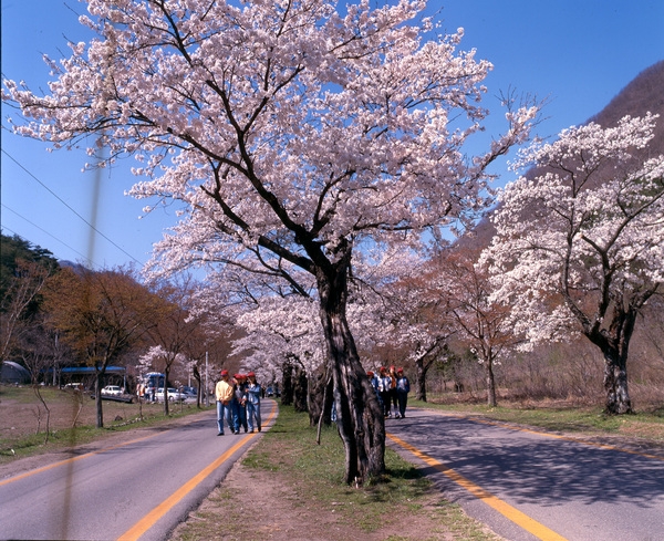 사진전(백양사 벚꽃)