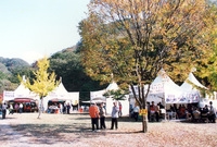 제7회 백양단풍축제