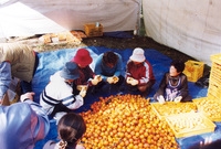 제7회 백양단풍축제