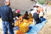 제7회 백양단풍축제