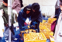 제7회 백양단풍축제