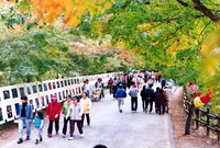 제7회백양단풍축제