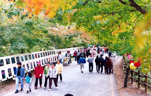 제7회백양단풍축제