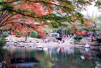 제7회백양단풍축제