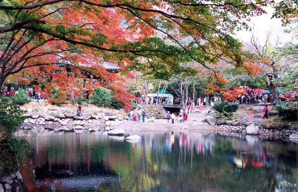 제7회백양단풍축제