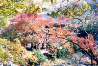 제7회백양단풍축제