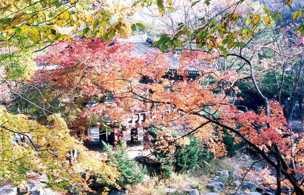 제7회백양단풍축제