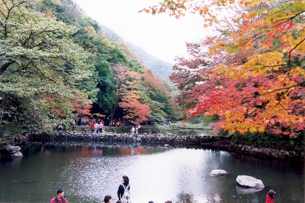 제7회백양단풍축제