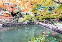 제7회백양단풍축제