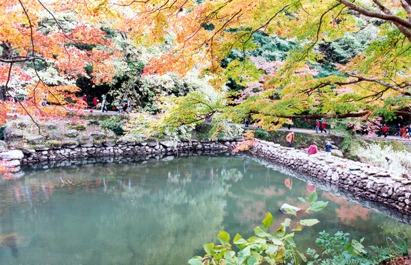 제7회백양단풍축제