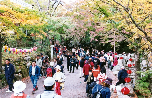 제7회백양단풍축제