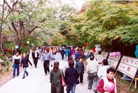 제7회백양단풍축제