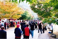 제7회백양단풍축제