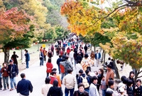 제7회백양단풍축제