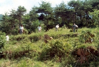퇴비증산