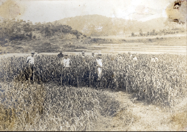 수수 수확