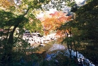 제8회백양단풍축제