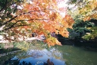 제8회백양단풍축제