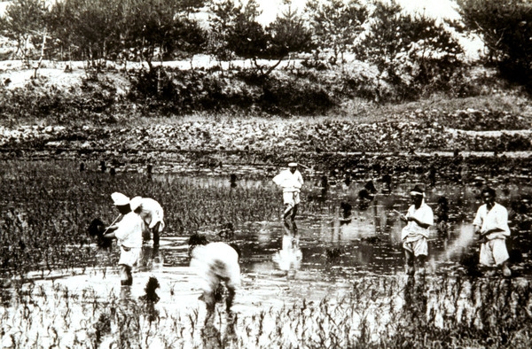 한국의옛날모습(모내기)