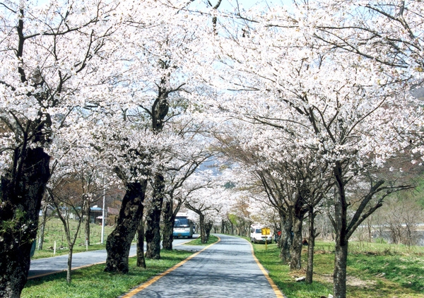 2004년봄 백양사 벚꽃