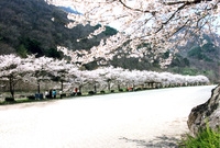2004년봄 백양사 벚꽃