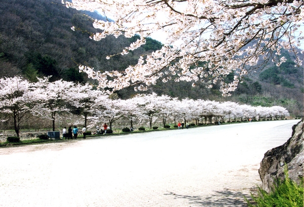 2004년봄 백양사 벚꽃