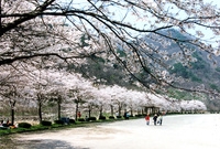 2004년봄 백양사 벚꽃