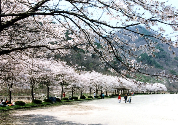 2004년봄 백양사 벚꽃