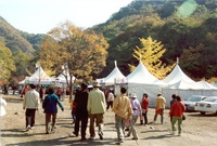 제9회 장성 백양단풍축제