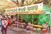 제9회 장성 백양단풍축제
