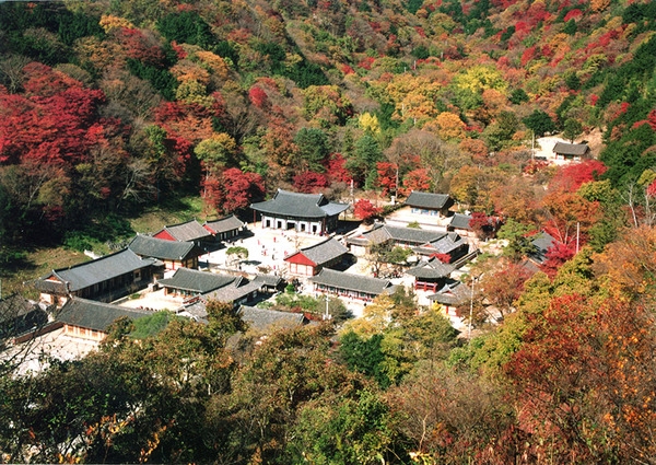 백양사 단풍