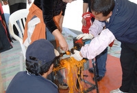 제11회백양단풍축제(장성 ...