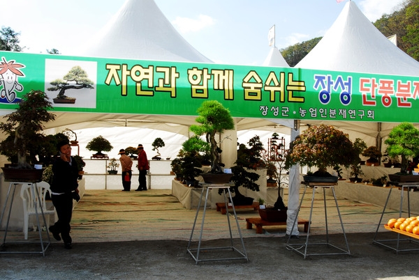 제11회백양단풍축제(장성 단풍분재전)