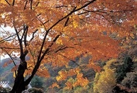 장성 관광화보(백암산 단풍...