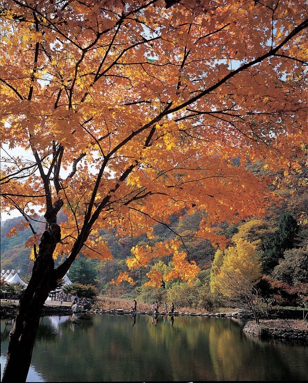 장성 관광화보(백암산 단풍)