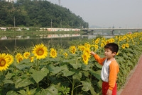 황룡강 해바라기 꽃길