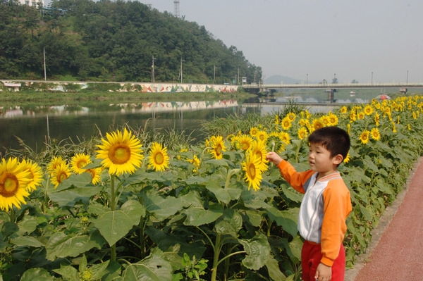 황룡강 해바라기 꽃길