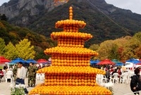 제12회 백양단풍축제