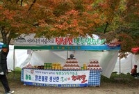 제12회 백양단풍축제