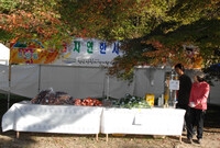 제13회 장성백양단풍축제