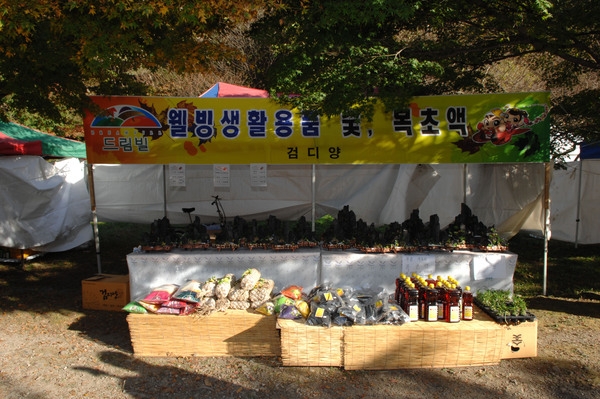 제13회 장성백양단풍축제