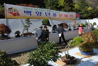 제13회 장성백양단풍축제