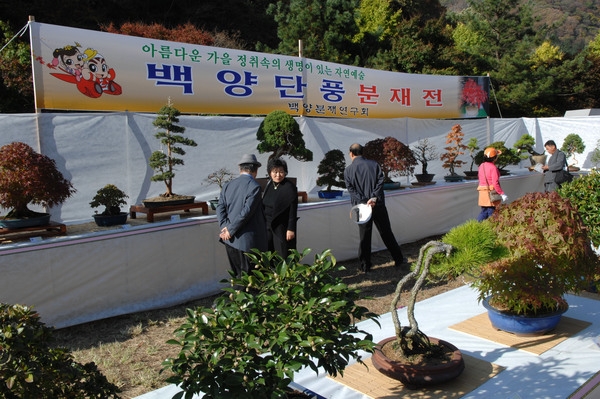 제13회 장성백양단풍축제