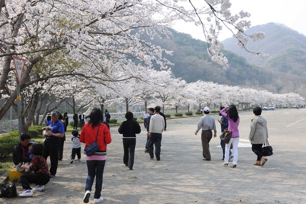 2009년 백양사 벚꽃길