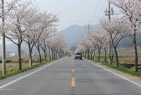 관광 가로수 벚꽃길