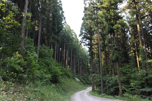 축령산 조림지