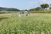 황룡강 메밀 꽃길