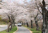 2010년도 백양사 벚꽃