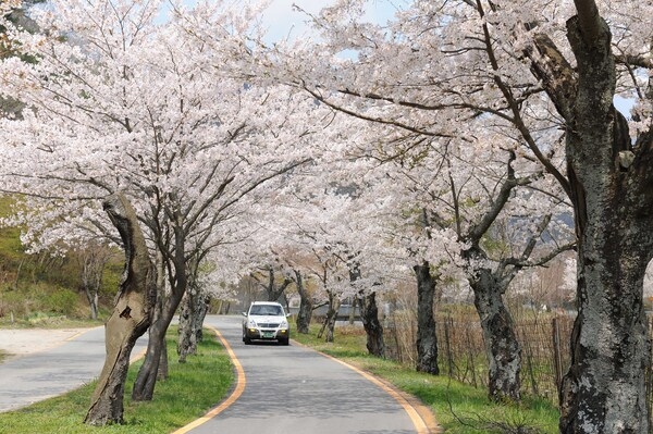 2010년도 백양사 벚꽃