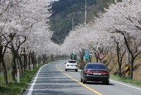 2010년도 관광 가로수 ...